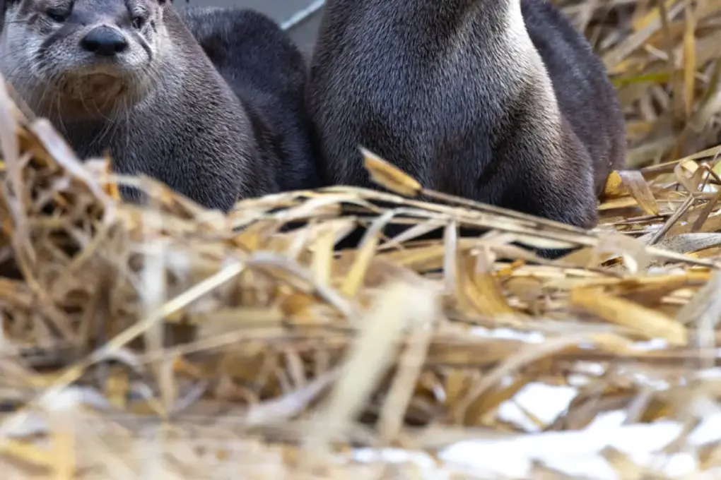River otters at Think Wild