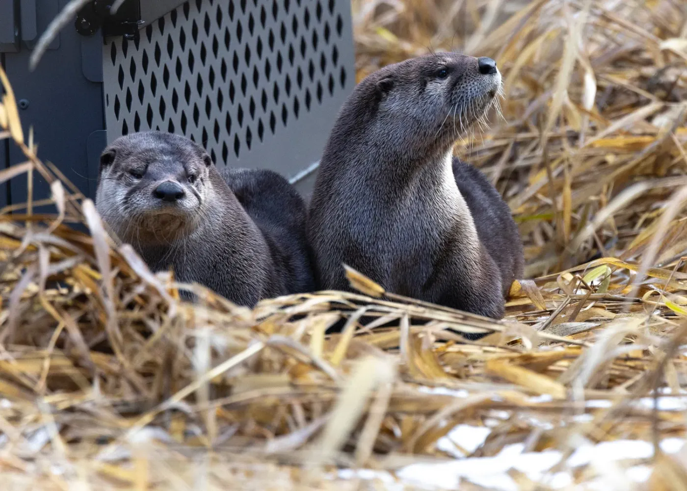 River otters at Think Wild